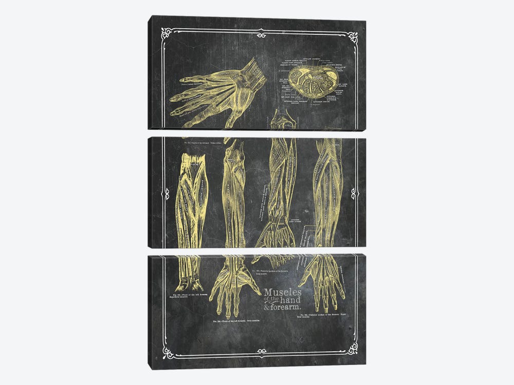 Muscles Of The Arm And Hand In Yellow Chalk by ChartSmartDecor 3-piece Art Print