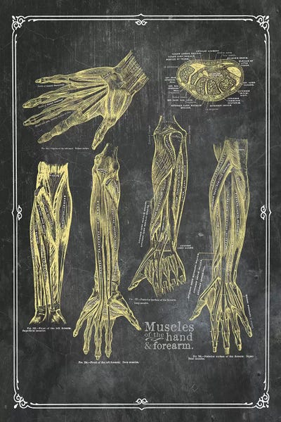 Medical & Dental Blueprints: Muscles Of The Arm And Hand In Yellow Chalk by ChartSmartDecor