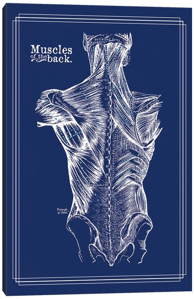 Muscles Of The Back Canvas Art Print - ChartSmartDecor