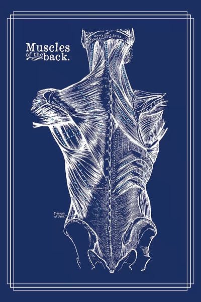 ChartSmartDecor: Muscles Of The Back by ChartSmartDecor