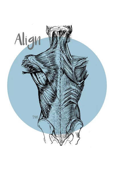 Muscles Of The Back Align by ChartSmartDecor canvas print