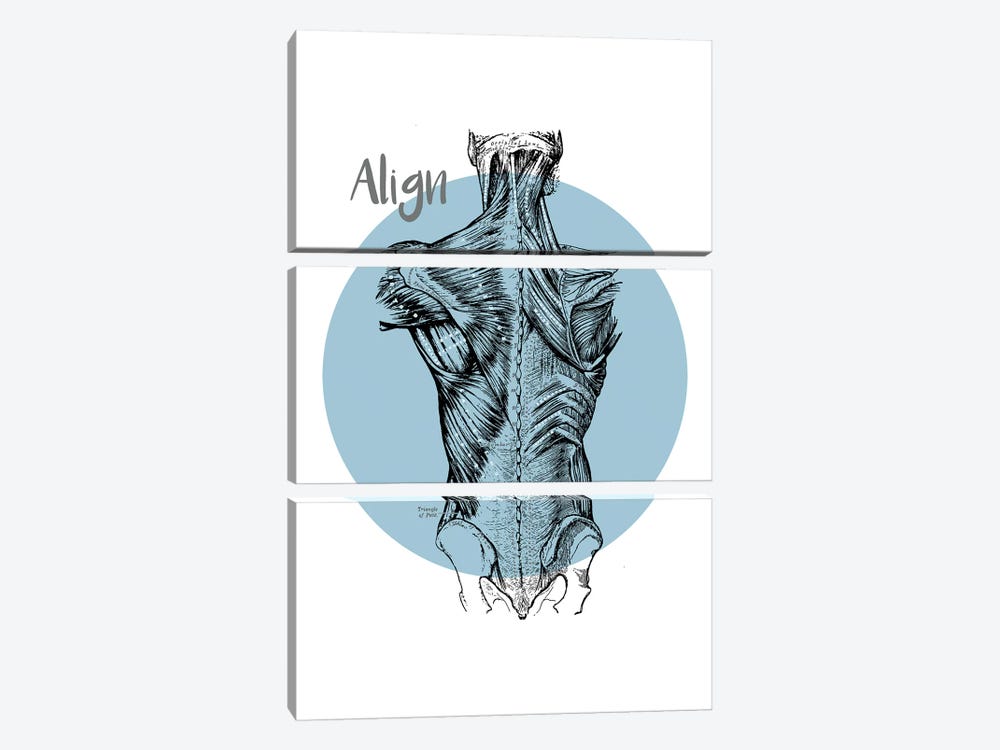 Muscles Of The Back Align by ChartSmartDecor 3-piece Canvas Print