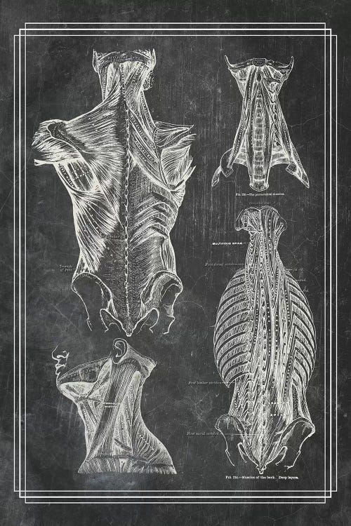 Muscles Of The Back And Neck I