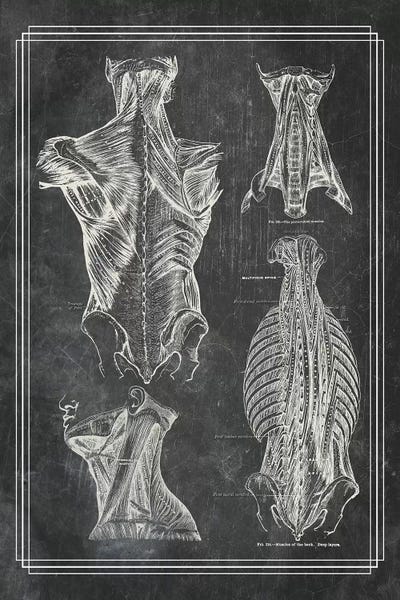 Muscles Of The Back And Neck I