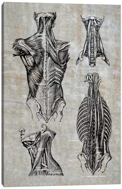 Muscles Of The Back And Neck II Canvas Art Print - Anatomy Art