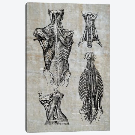 Muscles Of The Back And Neck II Canvas Print #CSM29} by ChartSmartDecor Art Print