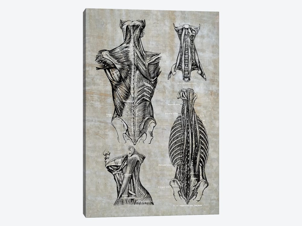 Muscles Of The Back And Neck II by ChartSmartDecor 1-piece Canvas Art Print