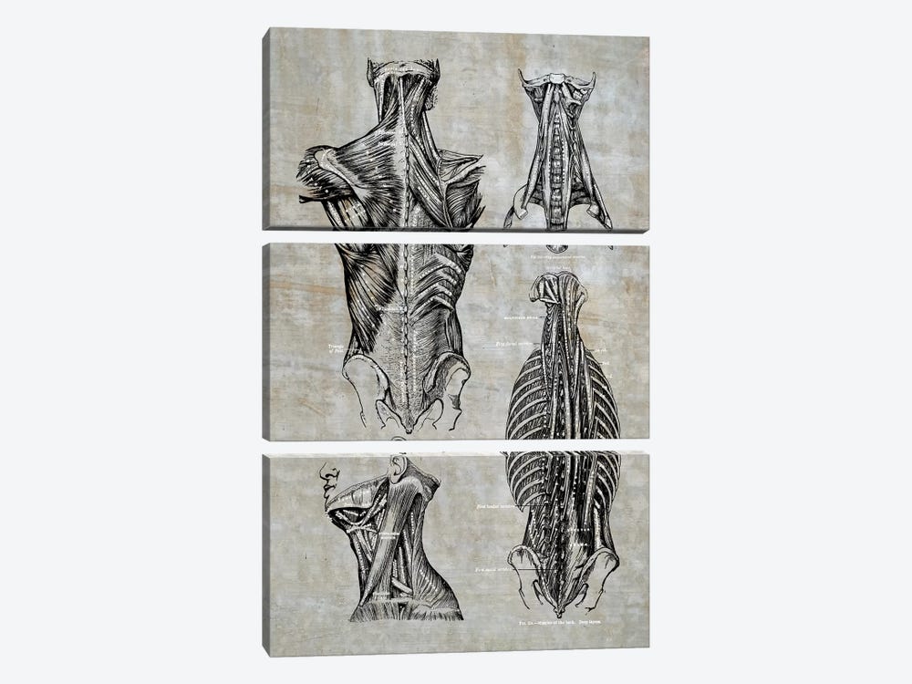 Muscles Of The Back And Neck II by ChartSmartDecor 3-piece Art Print