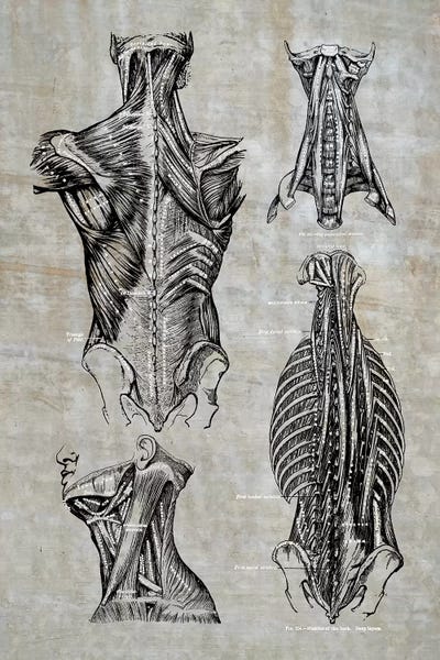 ChartSmartDecor: Muscles Of The Back And Neck II by ChartSmartDecor