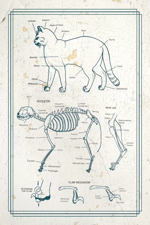 Anatomy Of The Cat