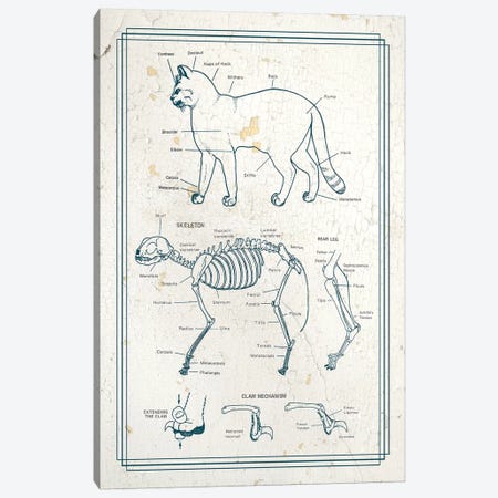Anatomy Of The Cat Canvas Print #CSM2} by ChartSmartDecor Canvas Art Print