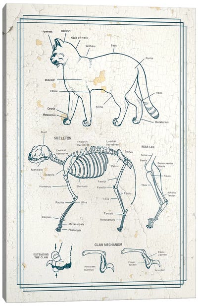 Anatomy Of The Cat Canvas Art Print - Medical & Dental Blueprints