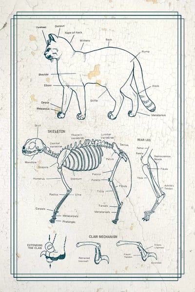 ChartSmartDecor: Anatomy Of The Cat by ChartSmartDecor
