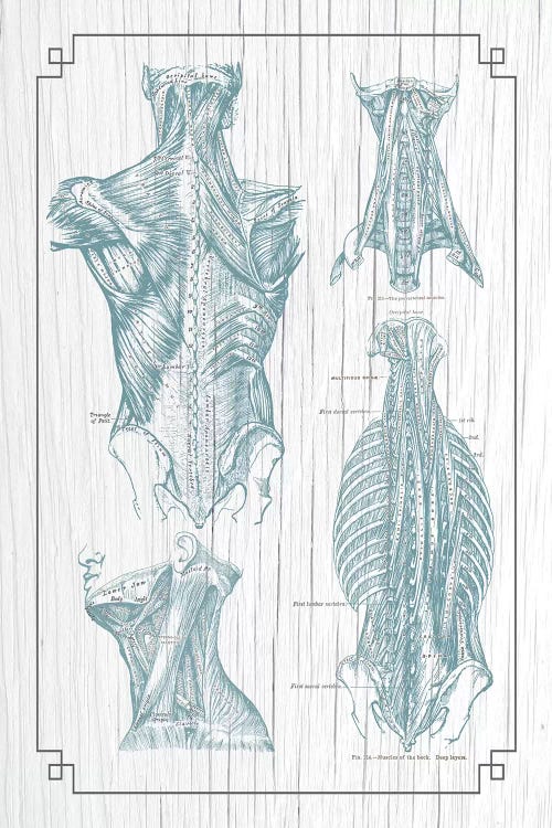 Muscles Of The Back And Neck III