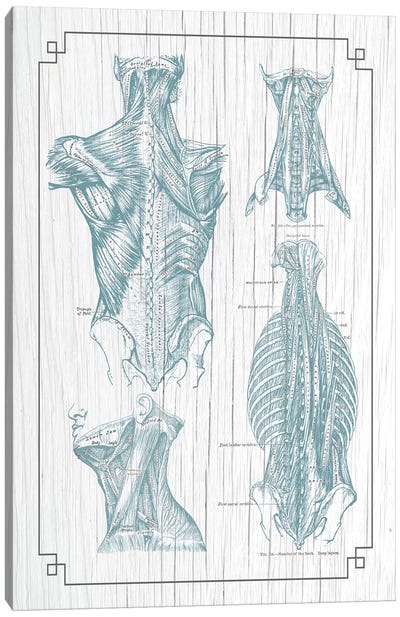 Muscles Of The Back And Neck III Canvas Art Print - Medical & Dental Blueprints