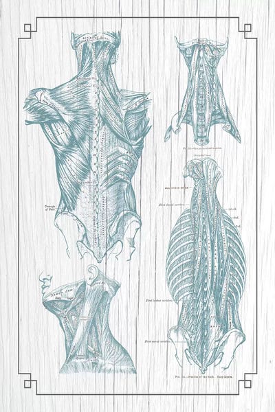 ChartSmartDecor: Muscles Of The Back And Neck III by ChartSmartDecor