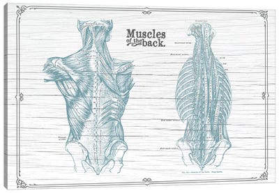 Muscles Of The Back Horizontal Canvas Art Print - Medical & Dental Blueprints