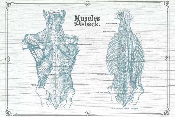 ChartSmartDecor: Muscles Of The Back Horizontal by ChartSmartDecor