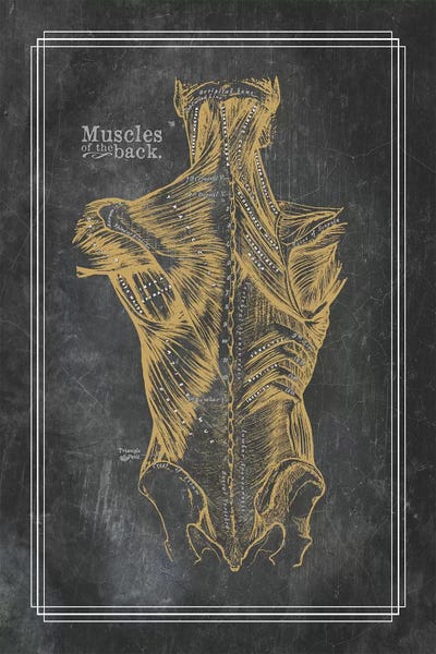 Muscles Of The Back In Bronze by ChartSmartDecor canvas print