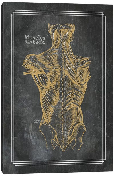 Muscles Of The Back In Bronze Canvas Art Print - Medical & Dental Blueprints