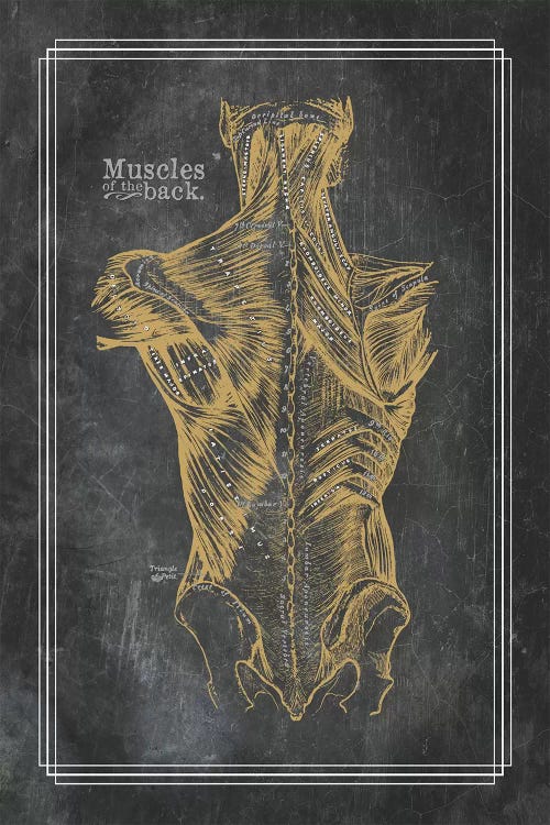 Muscles Of The Back In Bronze