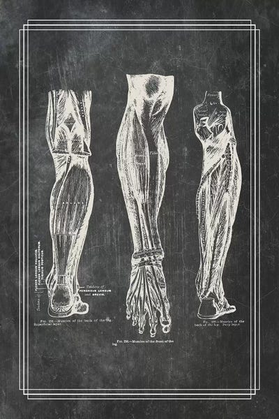 Muscles Of The Calf by ChartSmartDecor canvas print