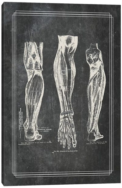 Muscles Of The Calf Canvas Art Print - Medical & Dental Blueprints