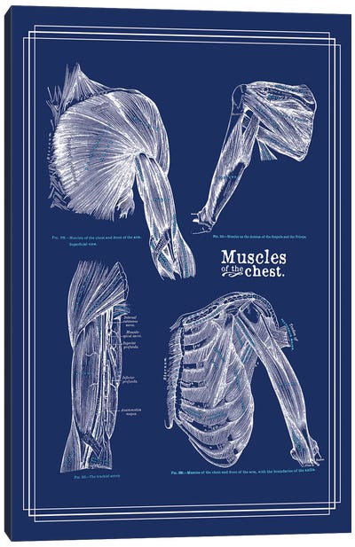 Muscles Of The Chest And Shoulder Canvas Art Print - Anatomy Art