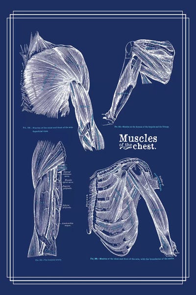 Medical & Dental Blueprints: Muscles Of The Chest And Shoulder by ChartSmartDecor