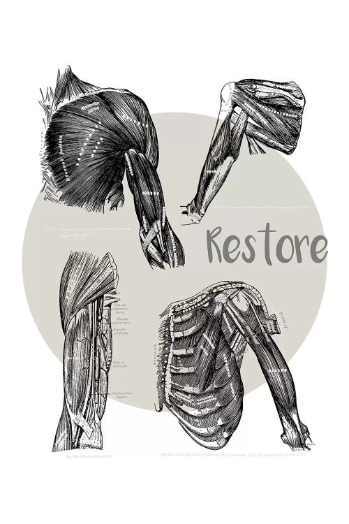 Muscles Of The Chest And Shoulder Restore by ChartSmartDecor wall art