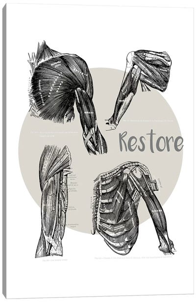 Muscles Of The Chest And Shoulder Restore Canvas Art Print - Anatomy Art