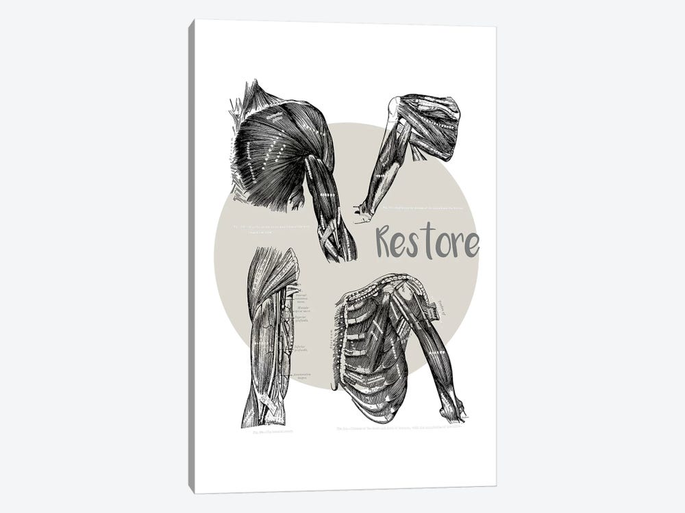 Muscles Of The Chest And Shoulder Restore by ChartSmartDecor 1-piece Canvas Artwork