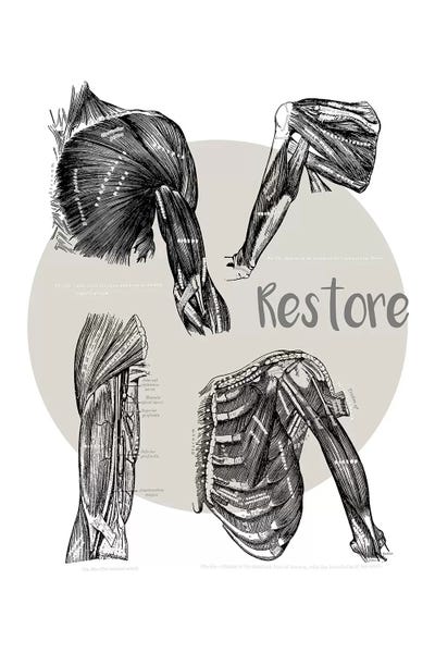 ChartSmartDecor: Muscles Of The Chest And Shoulder Restore by ChartSmartDecor