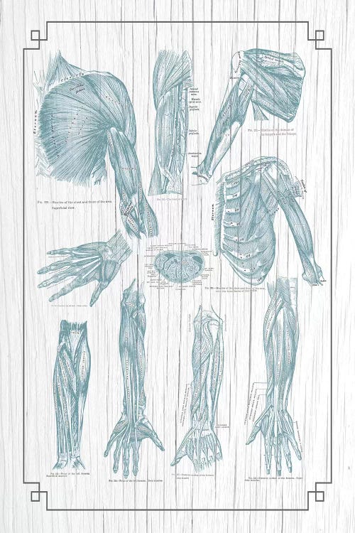 Muscles Of The Chest Shoulder Arm And Hand