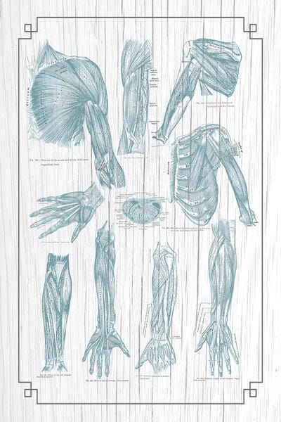 ChartSmartDecor: Muscles Of The Chest Shoulder Arm And Hand by ChartSmartDecor