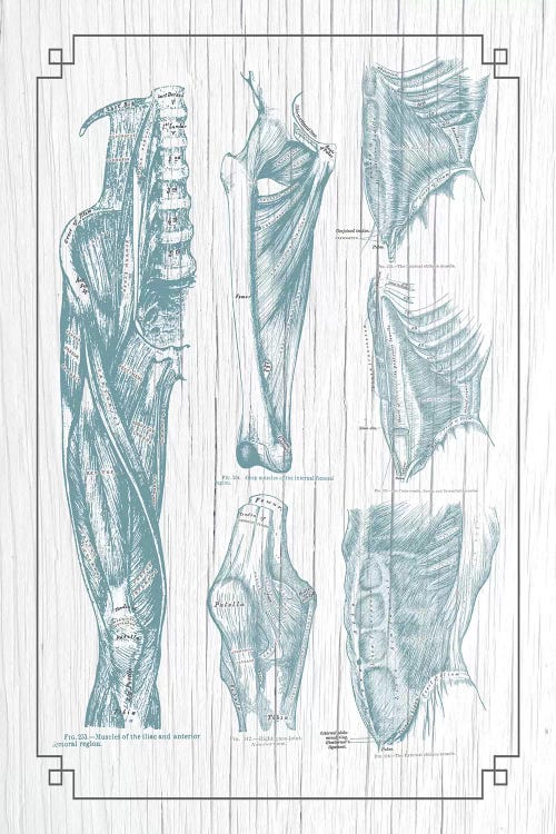 Muscles Of The Core Leg Thigh And Knee