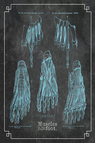 ChartSmartDecor: Muscles Of The Foot by ChartSmartDecor
