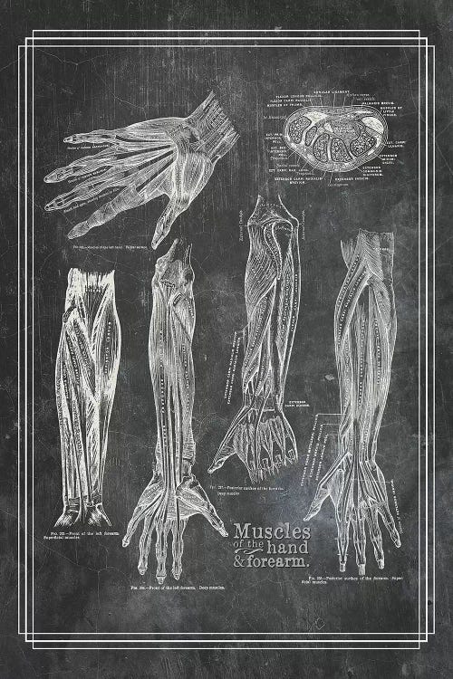 Muscles Of The Forearm And Hand