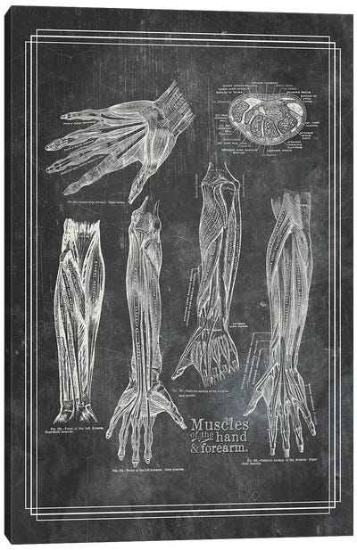 Muscles Of The Forearm And Hand Canvas Art Print - Medical & Dental Blueprints
