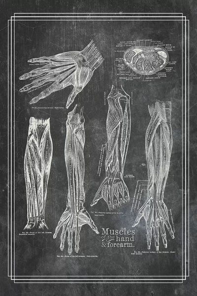 ChartSmartDecor: Muscles Of The Forearm And Hand by ChartSmartDecor