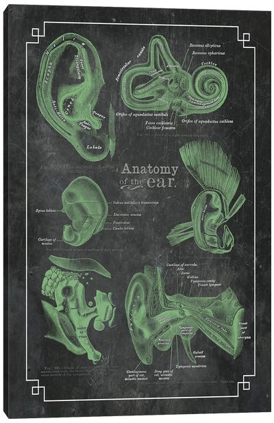 Anatomy Of The Ear Canvas Art Print - Medical & Dental Blueprints