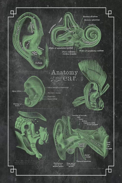 Anatomy Of The Ear