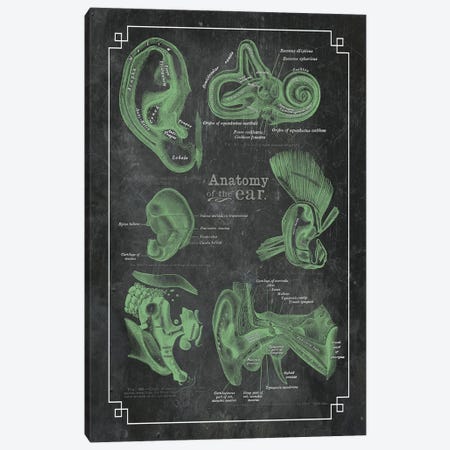 Anatomy Of The Ear Canvas Print #CSM3} by ChartSmartDecor Art Print