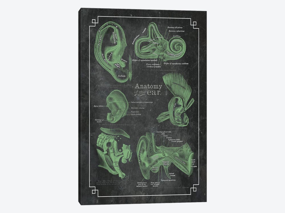 Anatomy Of The Ear by ChartSmartDecor 1-piece Canvas Wall Art