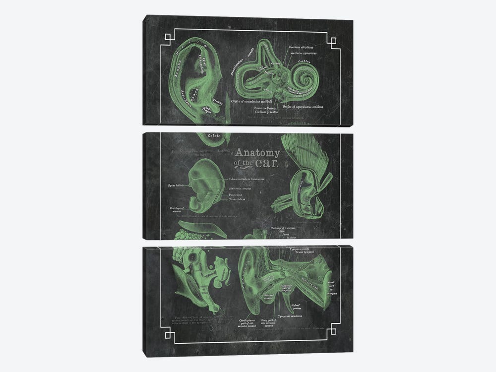 Anatomy Of The Ear by ChartSmartDecor 3-piece Canvas Art