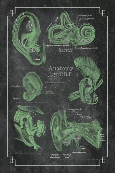 ChartSmartDecor: Anatomy Of The Ear by ChartSmartDecor