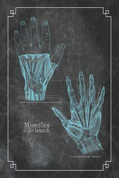 Muscles Of The Hand by ChartSmartDecor canvas print