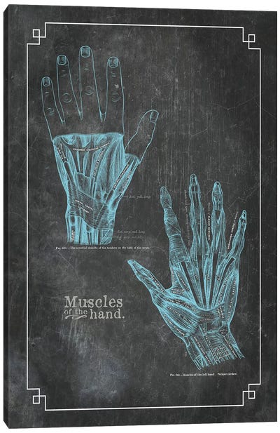 Muscles Of The Hand Canvas Art Print - Medical & Dental Blueprints