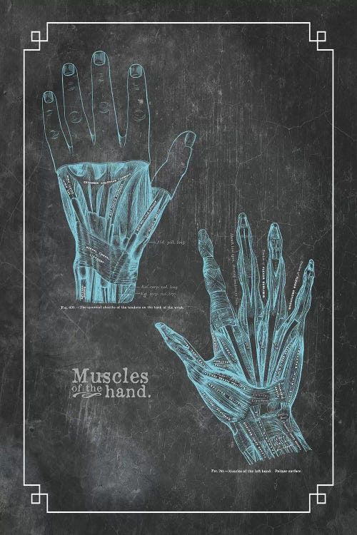 Muscles Of The Hand