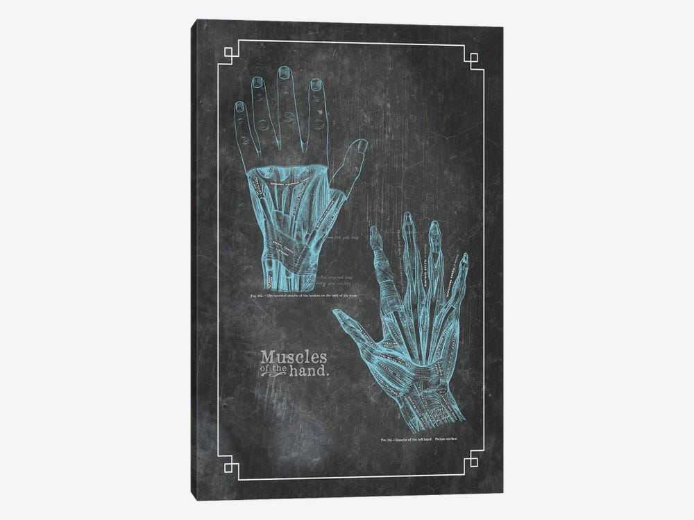 Muscles Of The Hand by ChartSmartDecor 1-piece Canvas Artwork